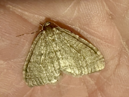 Winter Moth