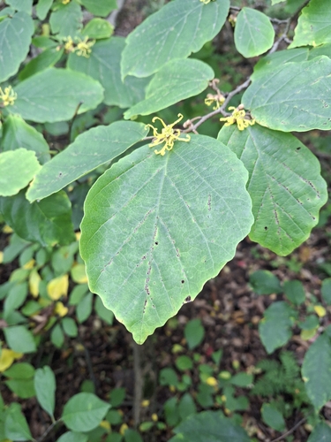 american witch-hazel