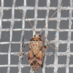 Phytocoris breviusculus