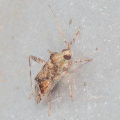 Phytocoris breviusculus