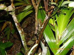 Cyrtodactylus marmoratus