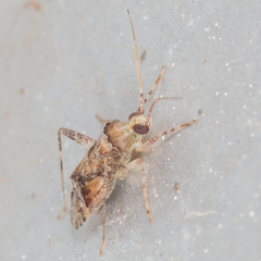 Phytocoris breviusculus