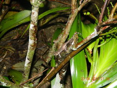 Cyrtodactylus marmoratus