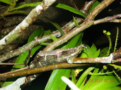 Cyrtodactylus marmoratus