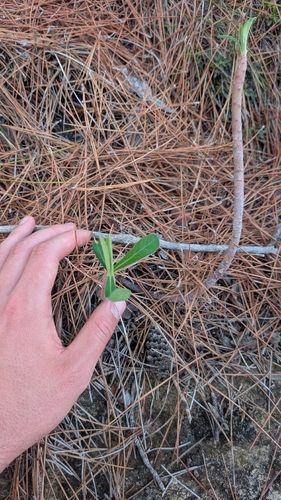 Euphorbia observed 2026-10-04