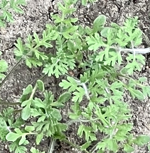 Descurainia pinnata observed 2026-09-19