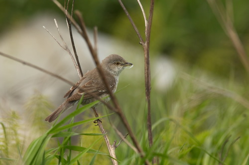 Curruca gavilana (Curruca nisoria)