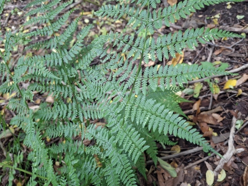 intermediate wood fern