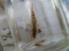 Ephemera danica
