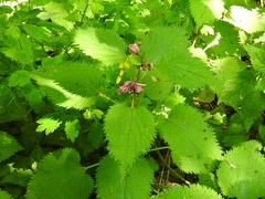 Lamium orvala
