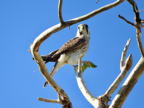 American Kestrel