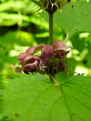 Lamium orvala