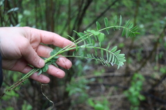 Astragalus uliginosus