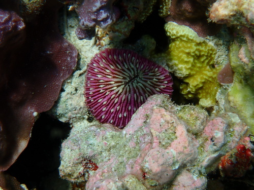 Fungia fungites observed 2026-09-24