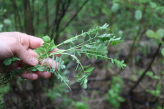 Astragalus uliginosus