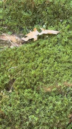 Atrichum angustatum observed 2026-10-04