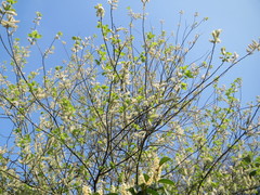 Salix caprea