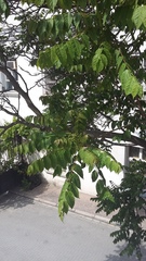 Ailanthus altissima