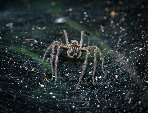 Aglaoctenus lagotis