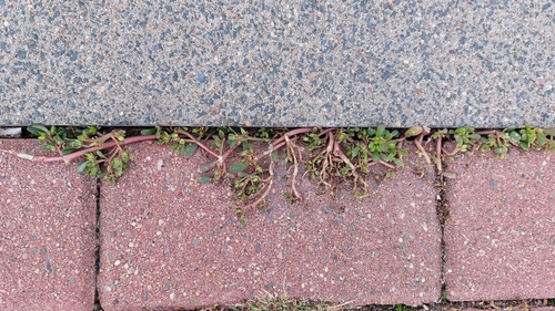 Common Purslane