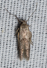 Hypatopa punctiferella