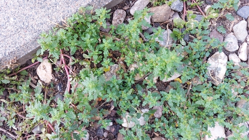 Clammy goosefoot