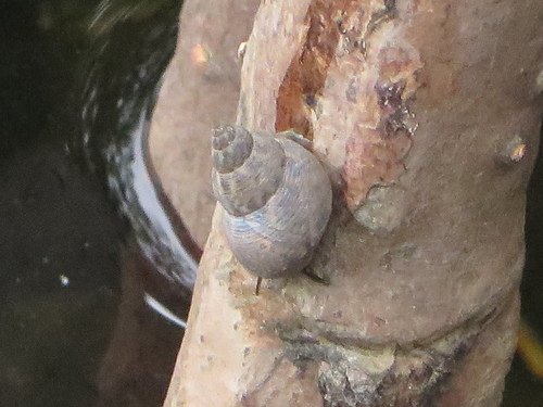 Littorina scabra observed 2026-10-03