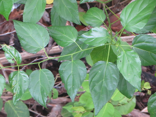 Colubrina asiatica observed 2026-10-03