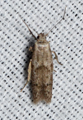 Hypatopa punctiferella