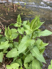 Senecio triangularis
