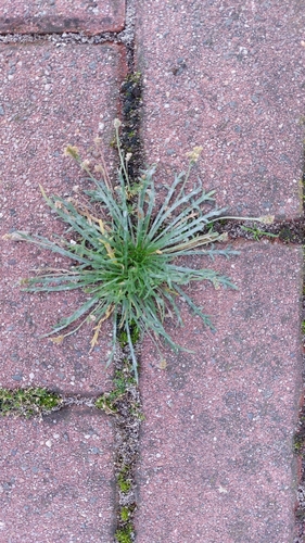 Buck's-horn Plantain