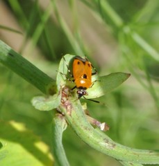Deraeocoris punctum