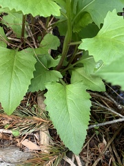 Senecio triangularis