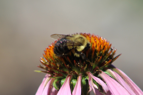 Common Eastern Bumble Bee