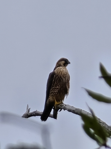 American Tundra Peregrine Falcon