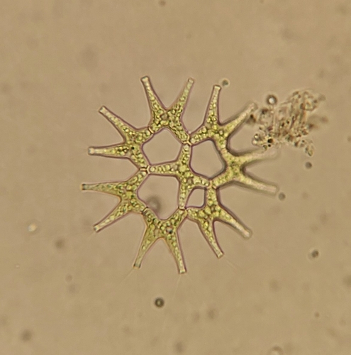 Lacunastrum gracillimum