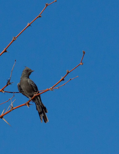 Phainopepla