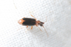 Notoxus monoceros