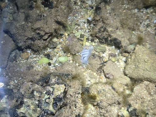 Hydatina amplustre observed 2026-10-03