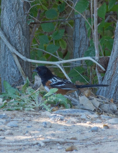 Spotted Towhee