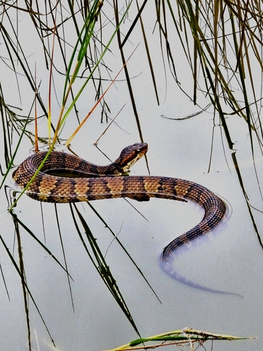 Northern Cottonmouth