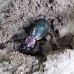 Carabus jankowskii