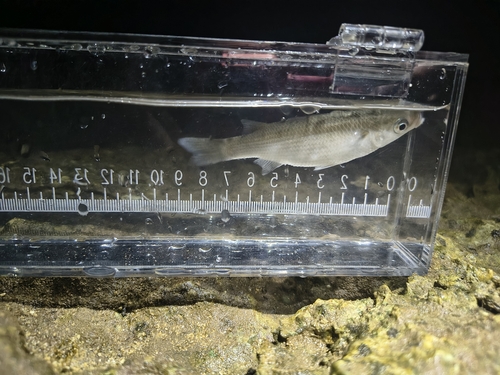 Neomyxus leuciscus observed 2026-10-03
