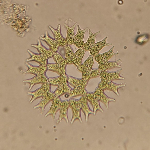 Parapediastrum biradiatum biradiatum