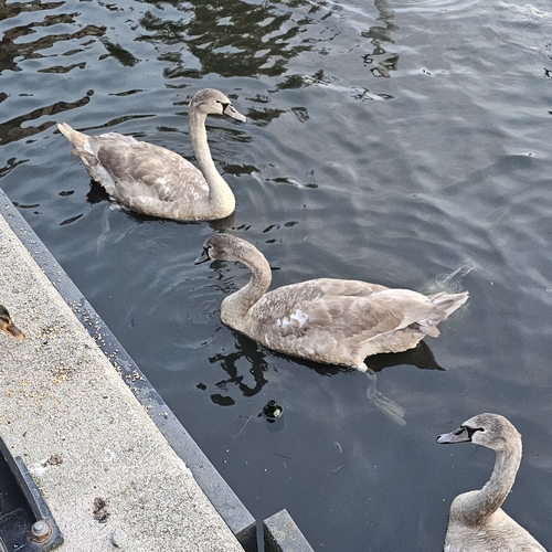 Mute Swan