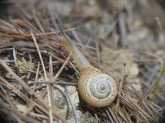 Pseudotachea splendida