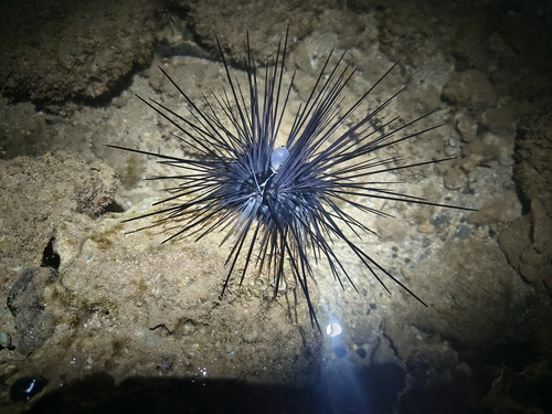 Diadema savignyi, 2026-10-03