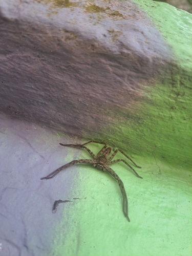 Pantropical Huntsman Spider