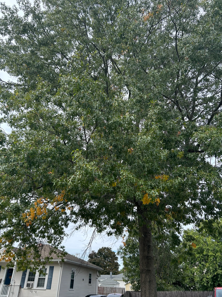 A tall street oak still almost wholly green, with a few orange sprays on the lower branches.