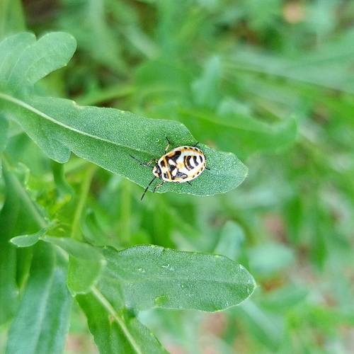 red cabbage bug